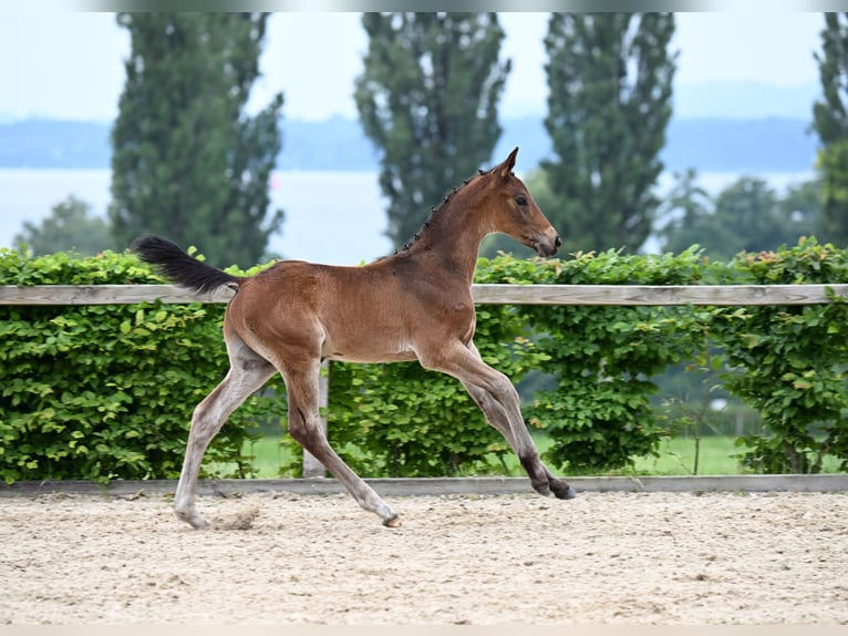 Cheval de sport allemand Étalon Poulain (05/2025) Bai in M&#xFC;nchen