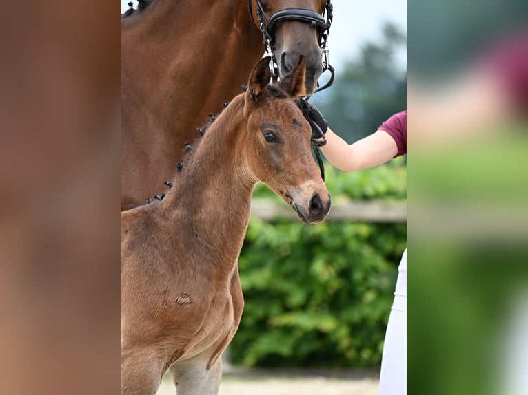 Cheval de sport allemand Étalon Poulain (05/2025) Bai in M&#xFC;nchen