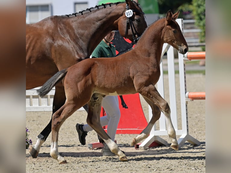 Cheval de sport allemand Étalon Poulain (06/2025) Bai in Oberzent