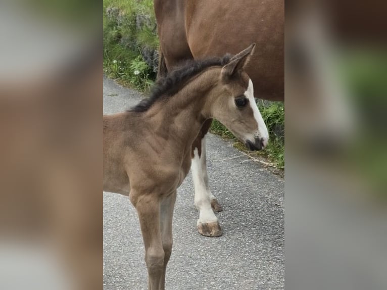 Cheval de sport allemand Étalon  Bai in Sch&#xF6;nau am K&#xF6;nigssee