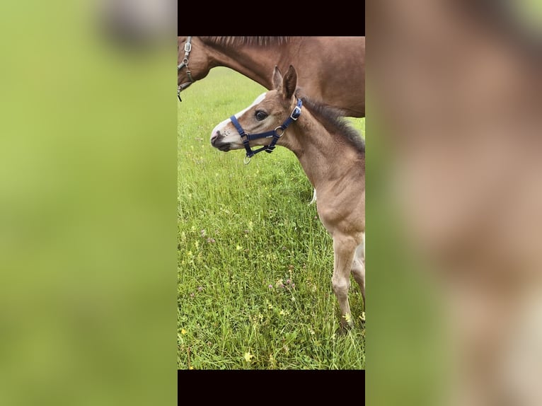 Cheval de sport allemand Étalon  Bai in Sch&#xF6;nau am K&#xF6;nigssee