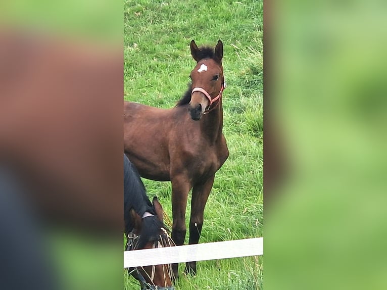 Cheval de sport allemand Étalon Poulain (04/2025) Bai in Burgst&#xE4;dt