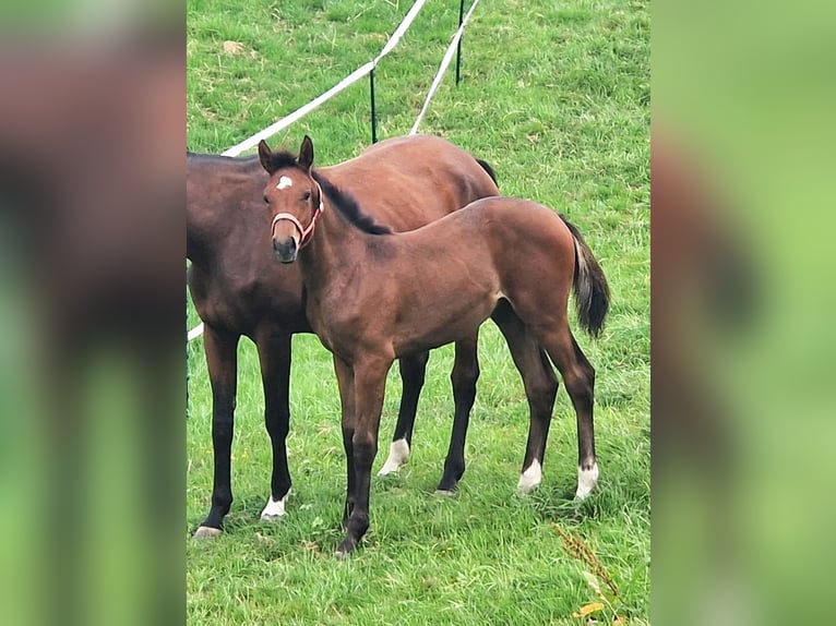 Cheval de sport allemand Étalon Poulain (04/2025) Bai in Burgst&#xE4;dt