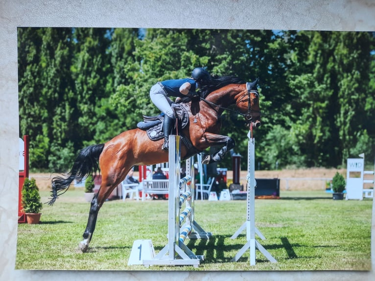 Cheval de sport allemand Étalon Poulain (04/2025) Bai in Burgst&#xE4;dt