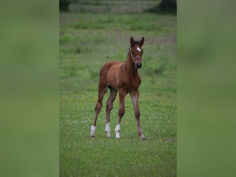 Cheval de sport allemand Étalon Poulain (05/2025) Bai in Kietz