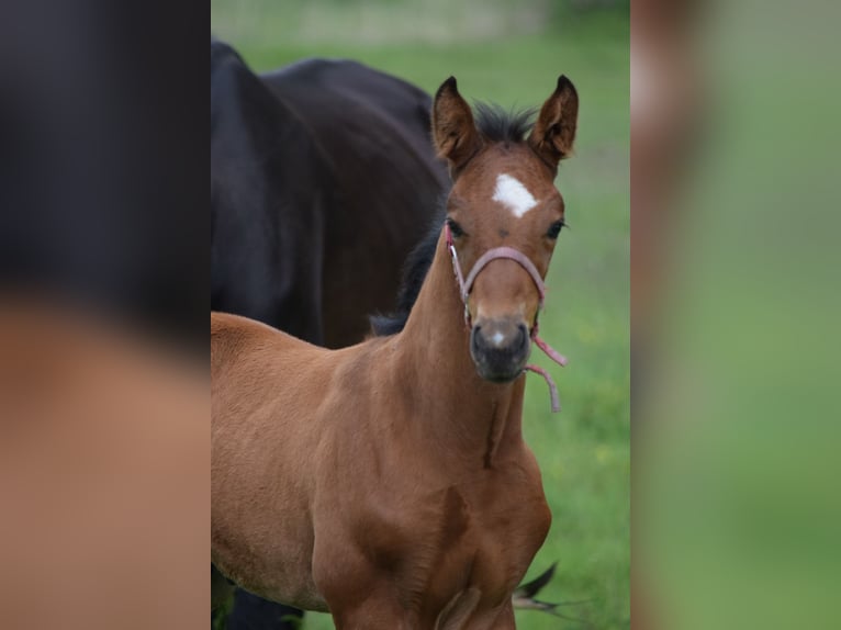 Cheval de sport allemand Étalon Poulain (05/2025) Bai in Kietz