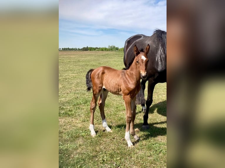 Cheval de sport allemand Étalon Poulain (05/2025) Bai in Kietz