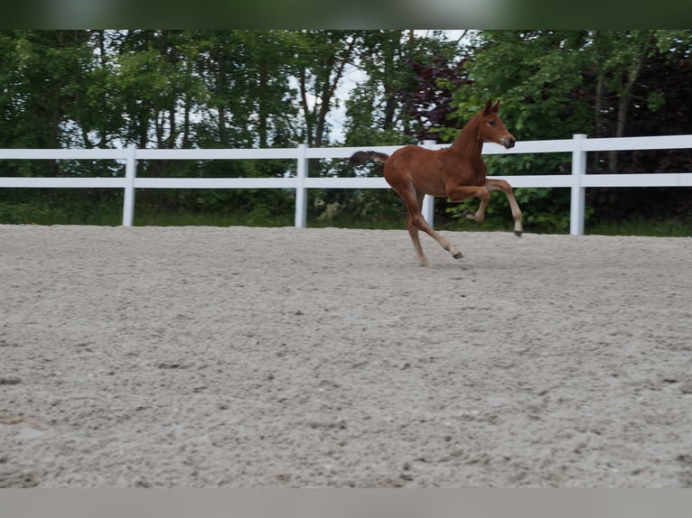 Cheval de sport allemand Étalon Poulain (04/2025) Bai in Saalfeld