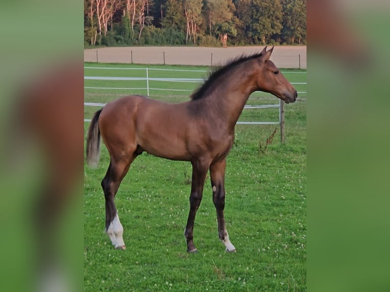 Cheval de sport allemand Étalon Poulain (04/2025) Bai in Berg