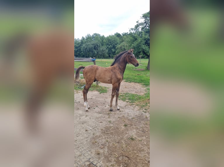 Cheval de sport allemand Étalon Poulain (04/2025) Bai in Berg