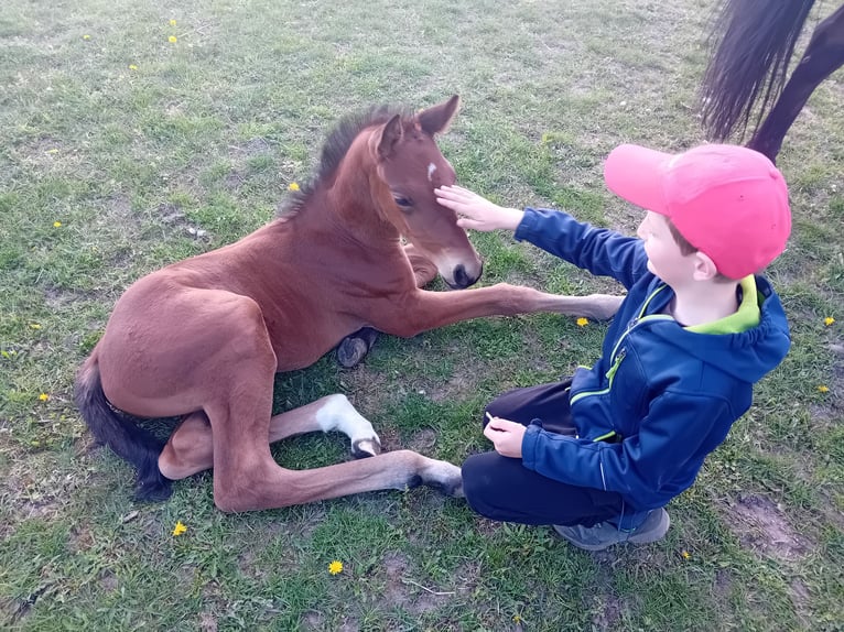 Cheval de sport allemand Étalon  Bai in Milower Land