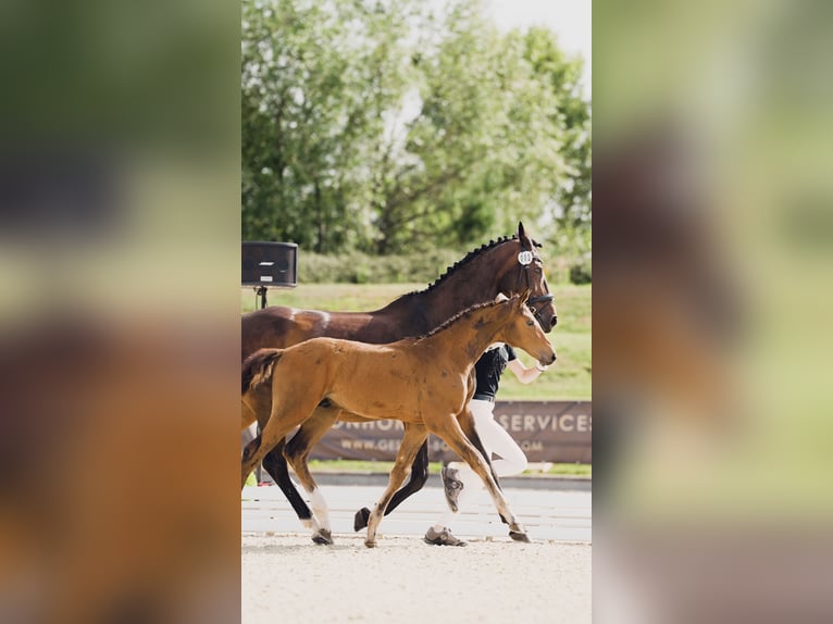Cheval de sport allemand Étalon  Bai in Luckau