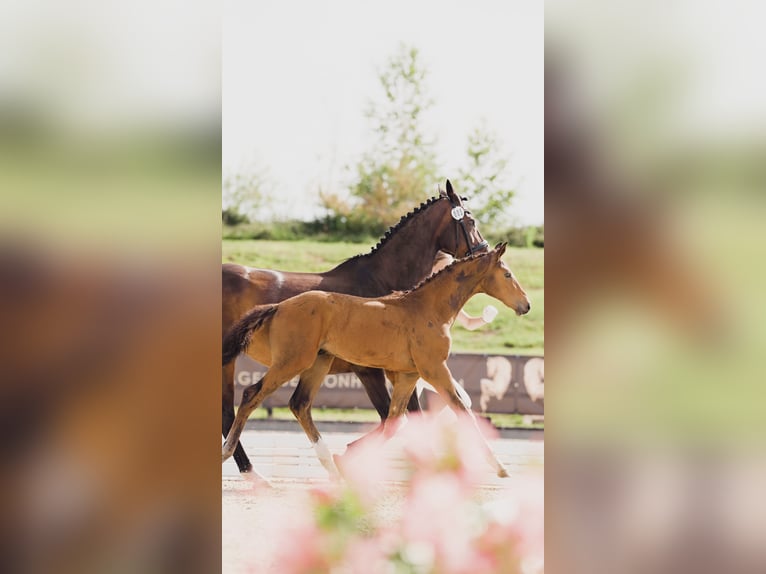 Cheval de sport allemand Étalon  Bai in Luckau