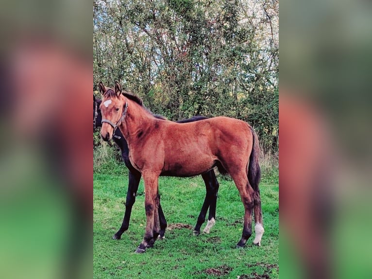 Cheval de sport allemand Étalon Poulain (05/2025) Bai in Gardelegen