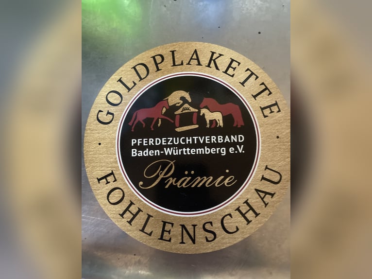 Cheval de sport allemand Étalon  Bai in Walzbachtal