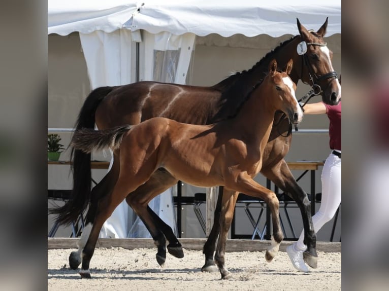 Cheval de sport allemand Étalon  Bai in Walzbachtal