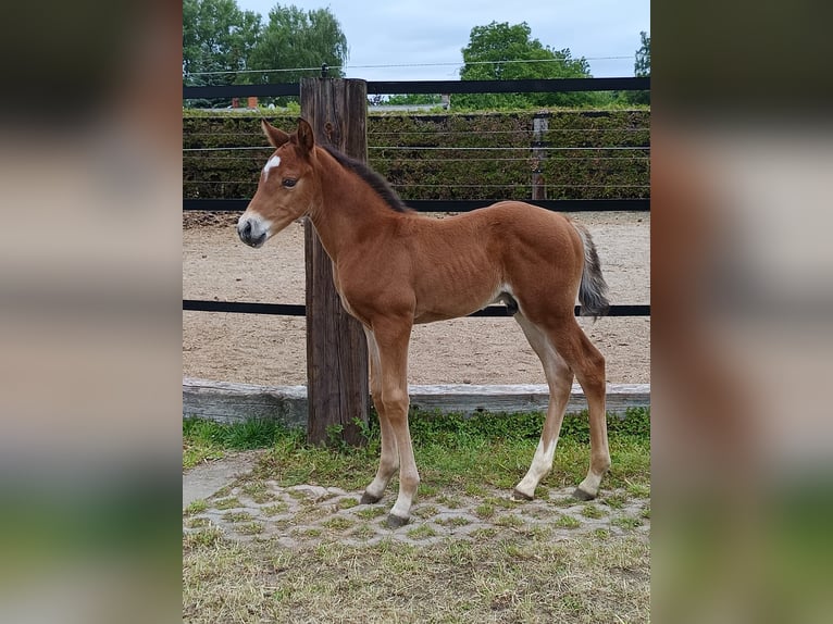 Cheval de sport allemand Étalon  Bai in Sonnewalde