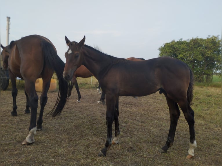 Cheval de sport allemand Étalon  Bai in Sonnewalde