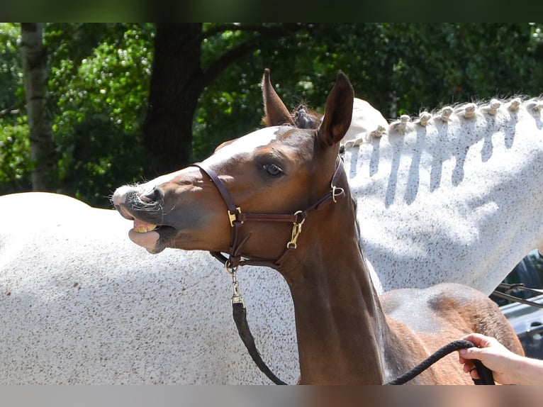 Cheval de sport allemand Étalon Poulain (04/2023) Bai in Thalberg