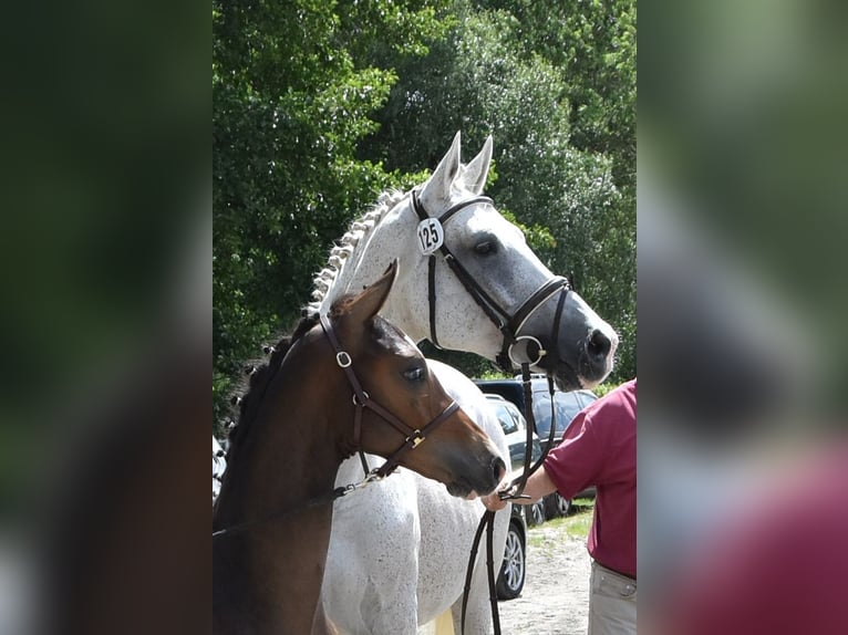 Cheval de sport allemand Étalon Poulain (04/2023) Bai in Thalberg