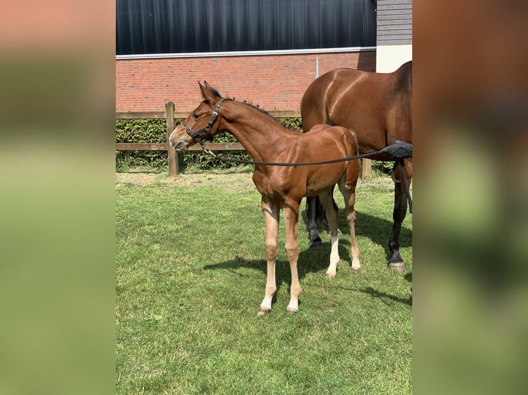 Cheval de sport allemand Étalon Poulain (04/2024) Bai in Hopsten