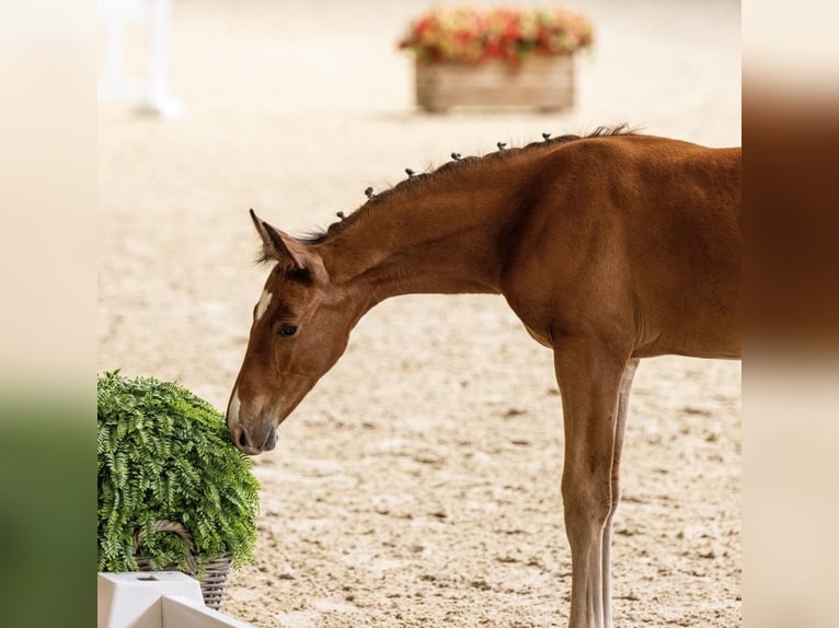 Cheval de sport allemand Étalon Poulain (04/2024) Bai in Hopsten