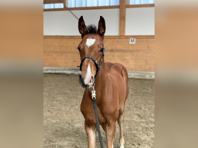 Cheval de sport allemand Étalon Poulain (04/2024) Bai in Hopsten