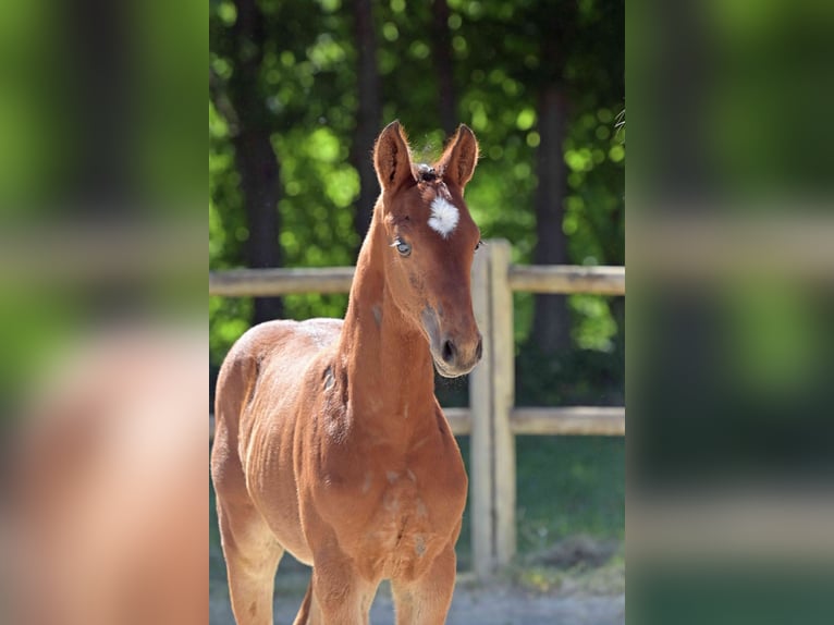Cheval de sport allemand Étalon Poulain (04/2026) Bai in Neustadt (Hessen)