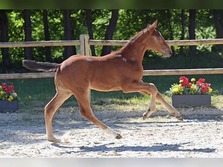 Cheval de sport allemand Étalon Poulain (04/2026) Bai in Neustadt (Hessen)
