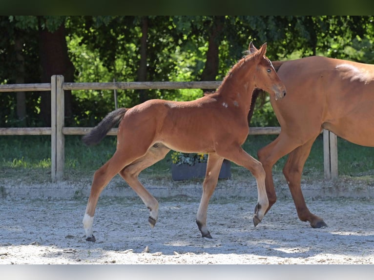 Cheval de sport allemand Étalon Poulain (04/2026) Bai in Neustadt (Hessen)