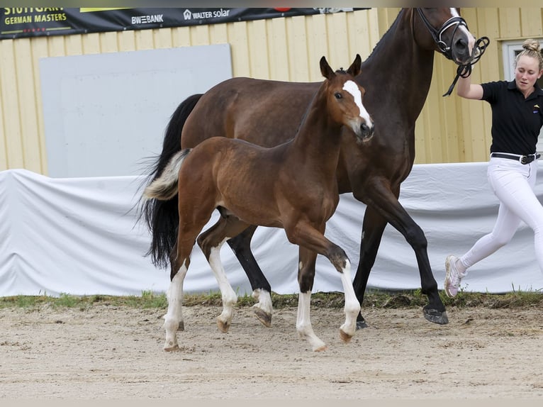 Cheval de sport allemand Étalon Poulain (04/2024) Bai in Fronhofen