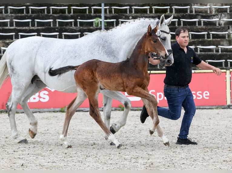 Cheval de sport allemand Étalon Poulain (04/2024) Bai in Fronhofen