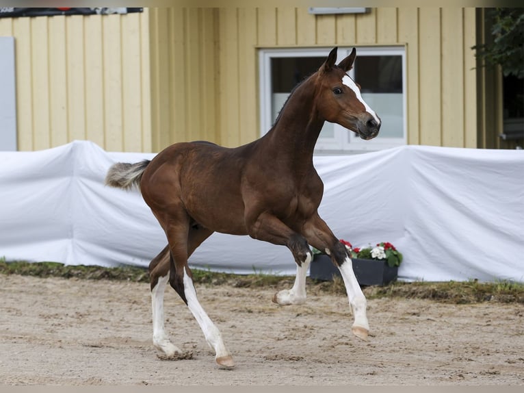 Cheval de sport allemand Étalon Poulain (04/2024) Bai in Fronhofen