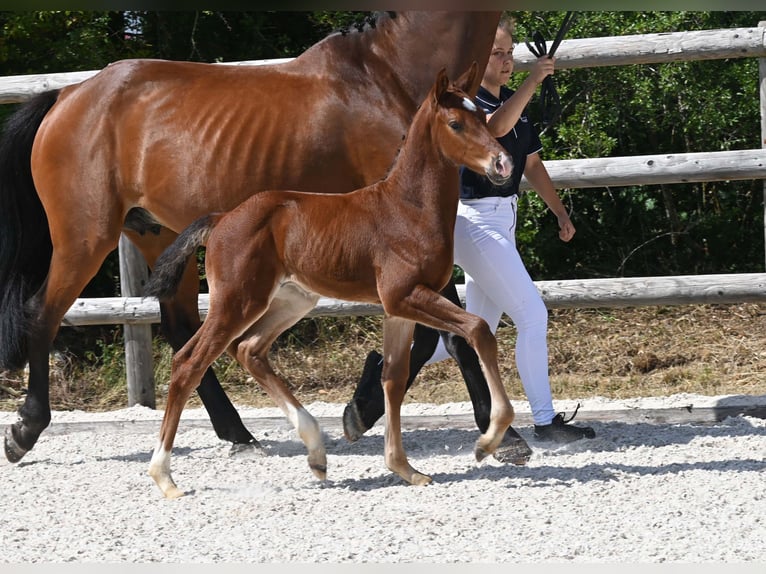 Cheval de sport allemand Étalon Poulain (06/2025) Bai in Gomadingen