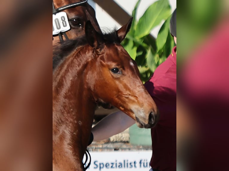 Cheval de sport allemand Étalon Poulain (04/2025) Bai in Gomadingen
