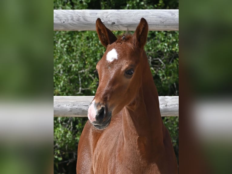 Cheval de sport allemand Étalon Poulain (06/2025) Bai in Gomadingen