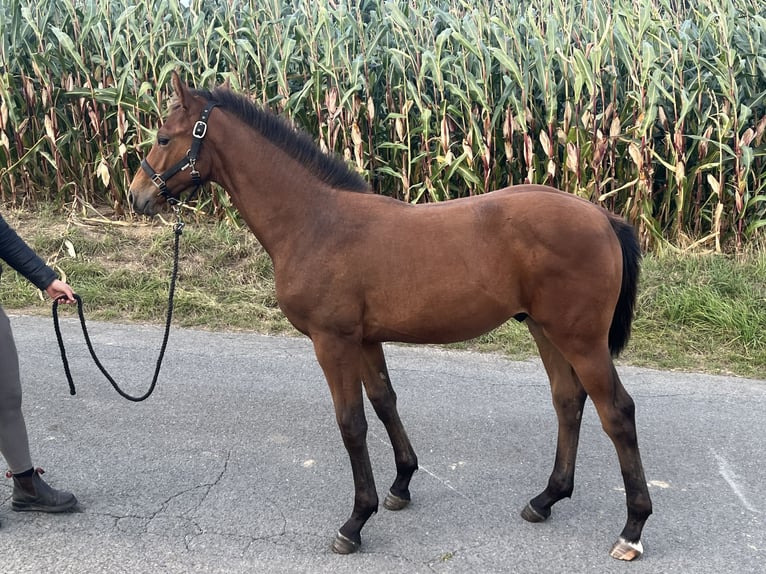 Cheval de sport allemand Étalon Poulain (03/2025) Bai in H&#xF6;xter