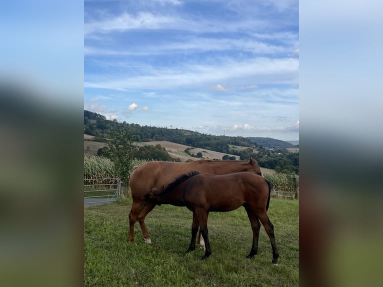 Cheval de sport allemand Étalon Poulain (03/2025) Bai in H&#xF6;xter