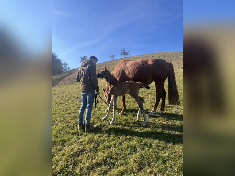 Cheval de sport allemand Étalon Poulain (03/2025) Bai in H&#xF6;xter