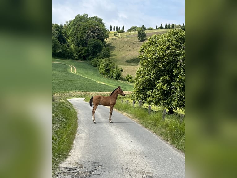 Cheval de sport allemand Étalon Poulain (03/2025) Bai in H&#xF6;xter