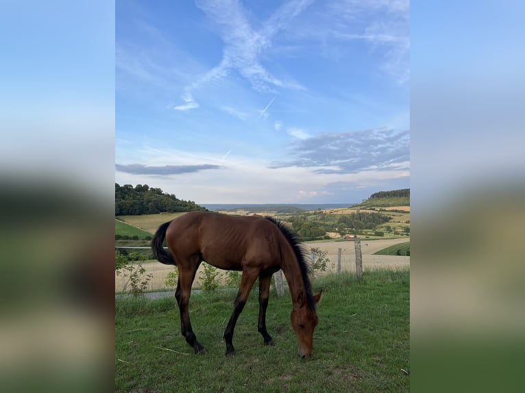Cheval de sport allemand Étalon Poulain (03/2025) Bai in H&#xF6;xter