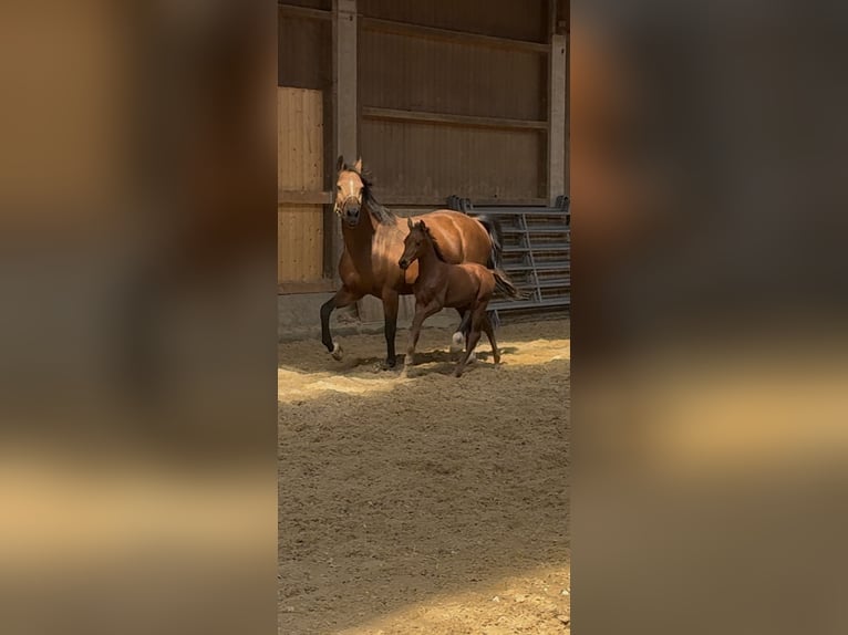 Cheval de sport allemand Étalon Poulain (07/2026) Bai in Römerstein Donnstetten