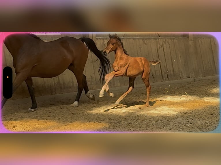 Cheval de sport allemand Étalon Poulain (07/2026) Bai in Römerstein Donnstetten
