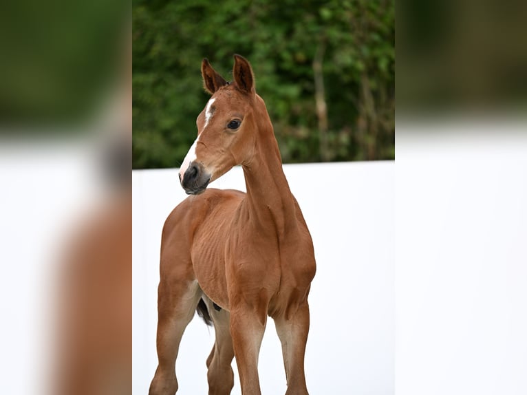 Cheval de sport allemand Étalon Poulain (07/2025) Bai in Lauda-K&#xF6;nigshofen