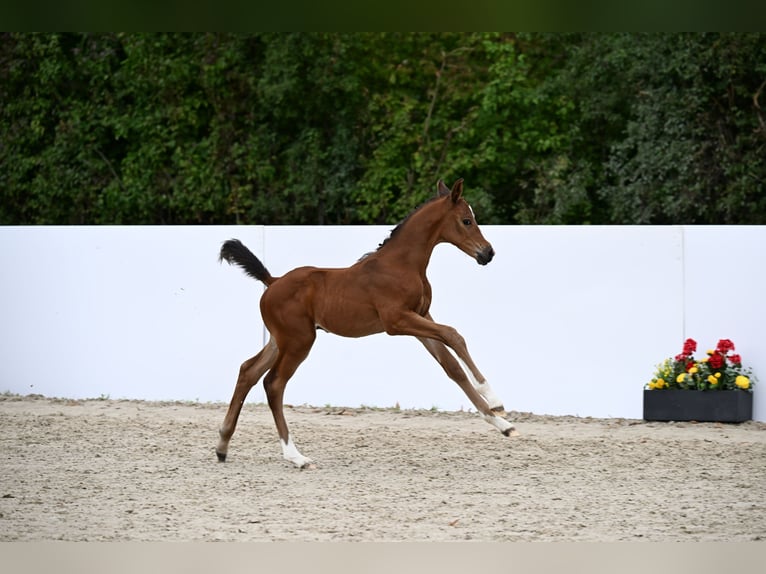 Cheval de sport allemand Étalon Poulain (07/2025) Bai in Lauda-K&#xF6;nigshofen