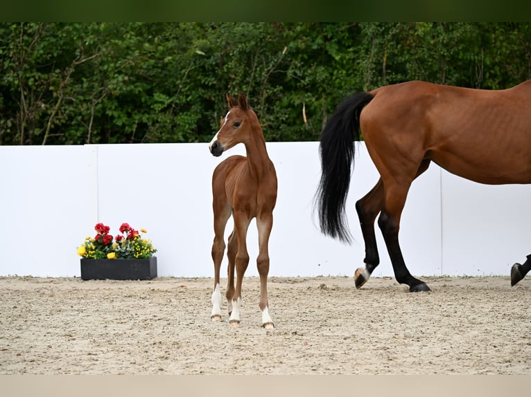 Cheval de sport allemand Étalon Poulain (07/2025) Bai in Lauda-K&#xF6;nigshofen