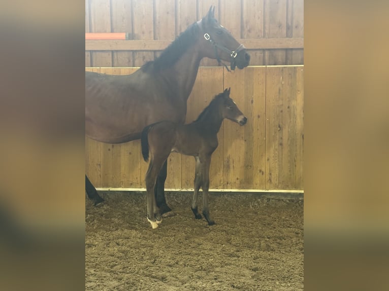 Cheval de sport allemand Étalon  Bai in Mutlangen