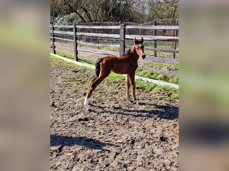 Cheval de sport allemand Étalon Poulain (03/2025) Bai in Selke-AUE