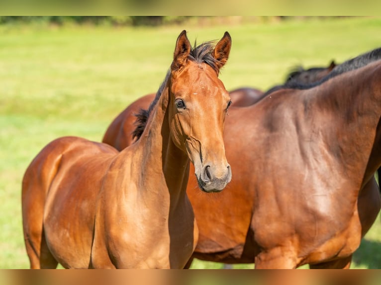 Cheval de sport allemand Étalon Poulain (03/2024) Bai in Steinbach-Hallenberg