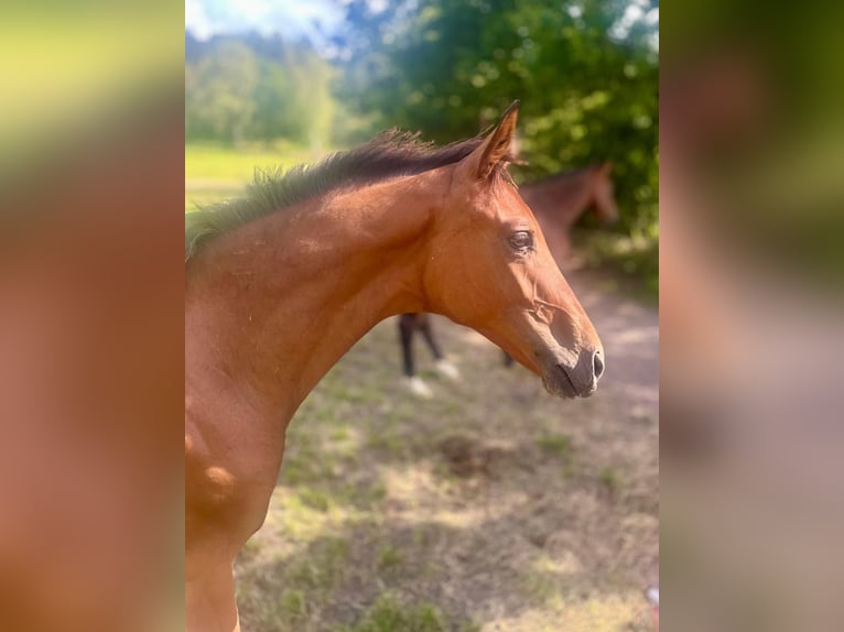 Cheval de sport allemand Étalon Poulain (03/2024) Bai in Steinbach-Hallenberg